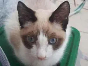 Gato raça SRD  idade 2 a 6 meses nome Benjamim 