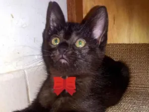 Gato raça SRD  idade Abaixo de 2 meses nome Sem nome