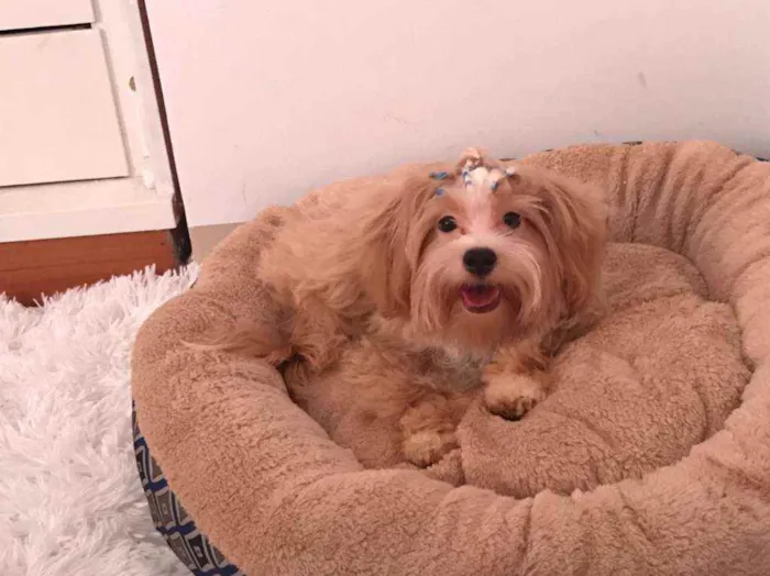 Cachorro ra a Lhasa Apso idade 7 a 11 meses nome Zayd