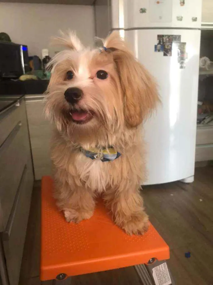 Cachorro ra a Lhasa Apso idade 7 a 11 meses nome Zayd