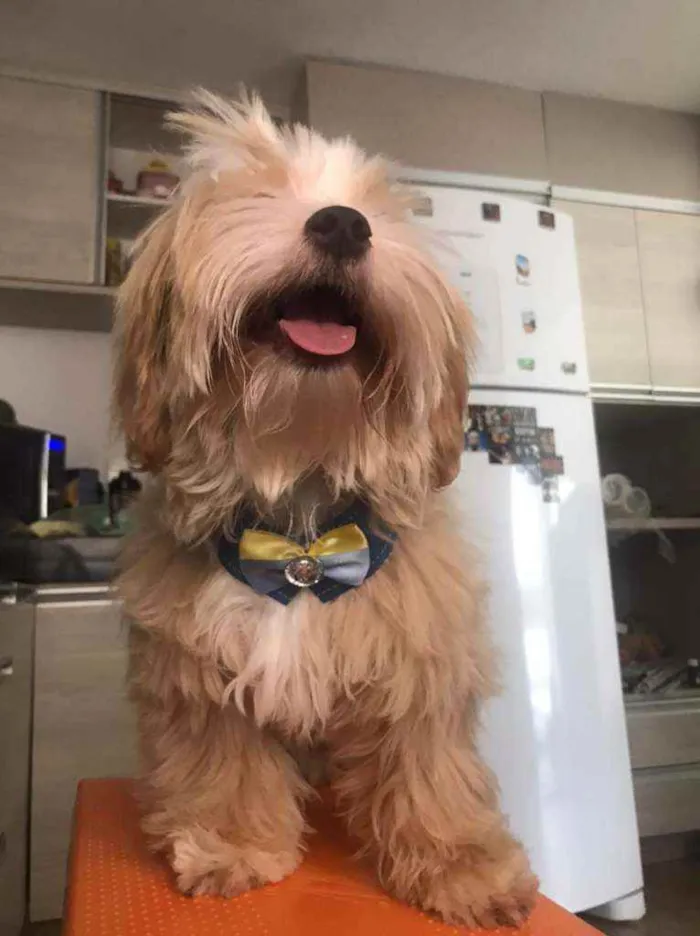 Cachorro ra a Lhasa Apso idade 7 a 11 meses nome Zayd