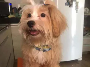 Cachorro raça Lhasa Apso idade 7 a 11 meses nome Zayd