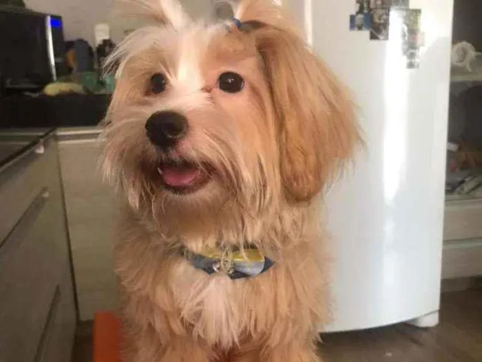 Cachorro ra a Lhasa Apso idade 7 a 11 meses nome Zayd