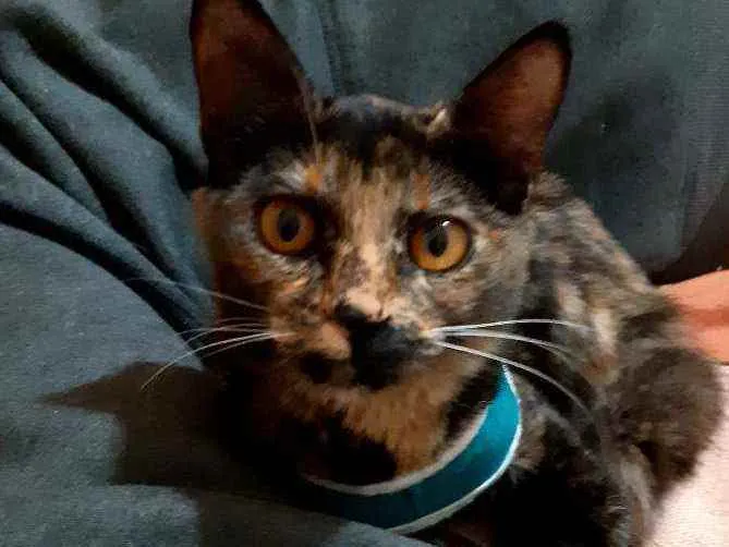 Gato ra a SRD idade 2 a 6 meses nome  Carinhosa 