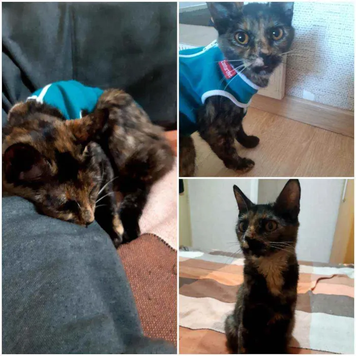 Gato ra a SRD idade 2 a 6 meses nome  Carinhosa 