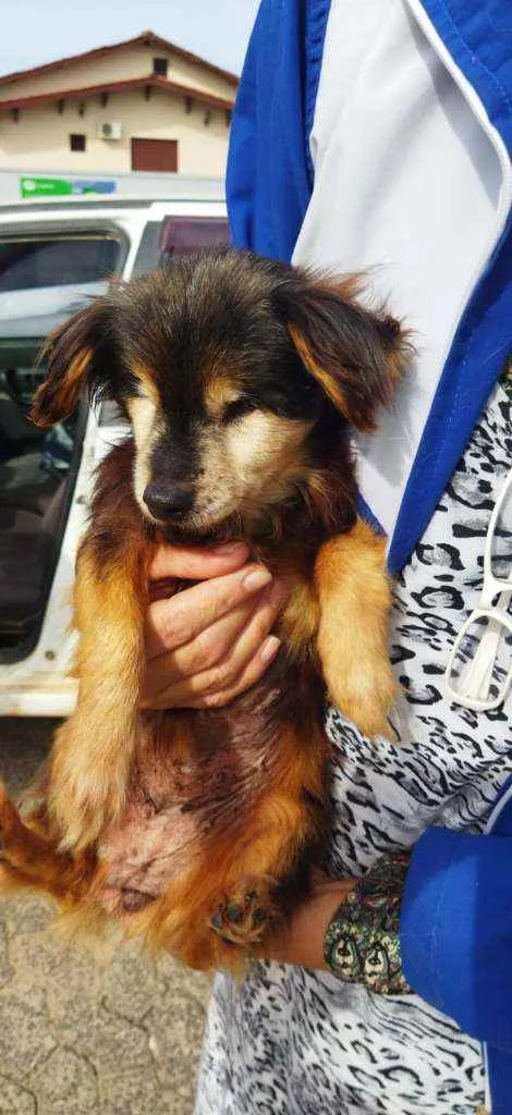 Cachorro ra a SRD idade 6 ou mais anos nome Ivy