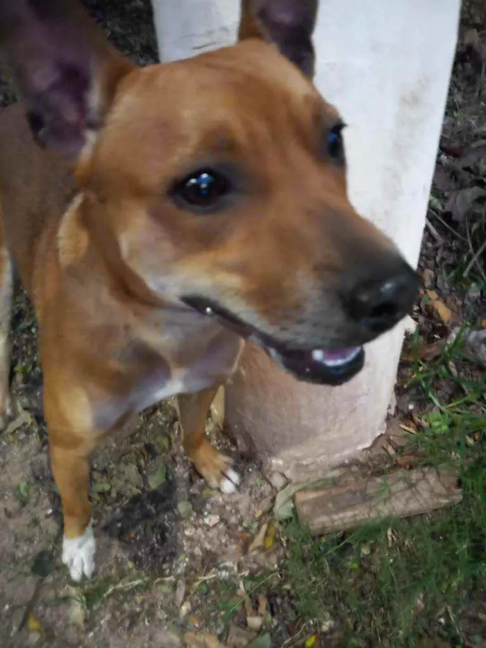 Cachorro ra a Misturado  idade 1 ano nome Sansão