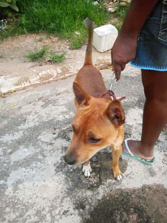 Cachorro ra a Misturado  idade 1 ano nome Sansão