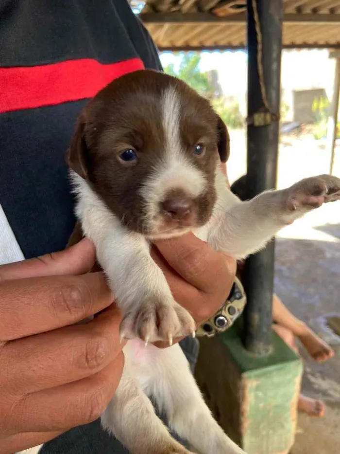 Cachorro ra a  idade Abaixo de 2 meses nome Doação 