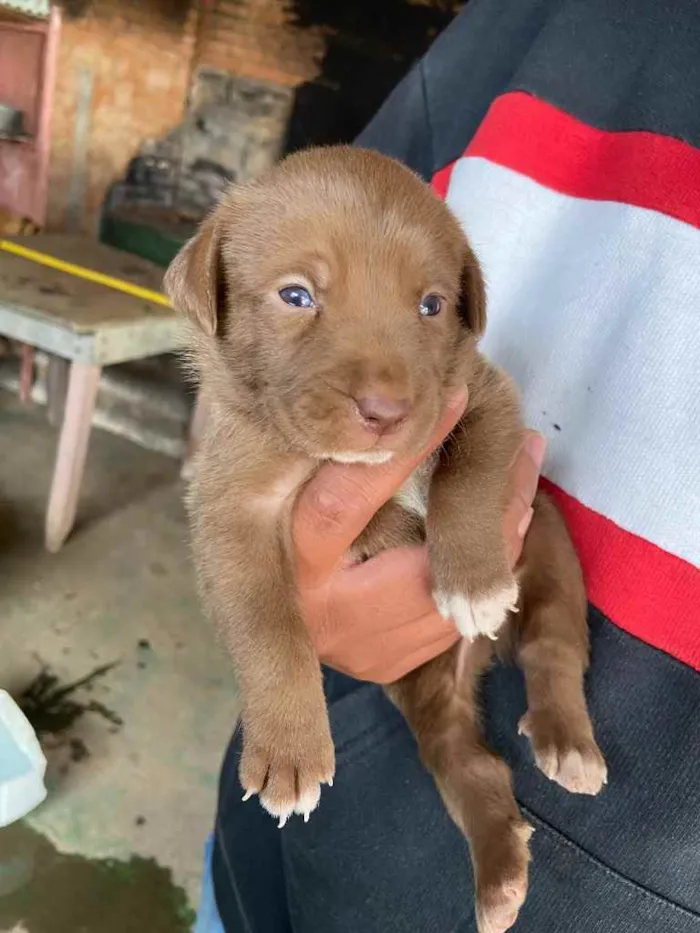 Cachorro ra a  idade Abaixo de 2 meses nome Doação 