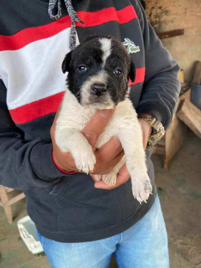Cachorro ra a  idade Abaixo de 2 meses nome Doação 