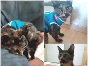 Gato raça SRD idade 2 a 6 meses nome  Carinhosa 