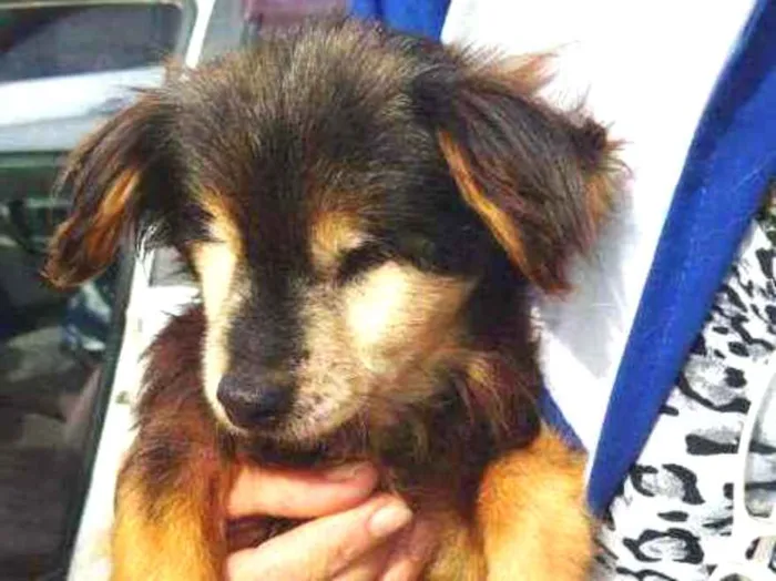 Cachorro ra a SRD idade 6 ou mais anos nome Ivy