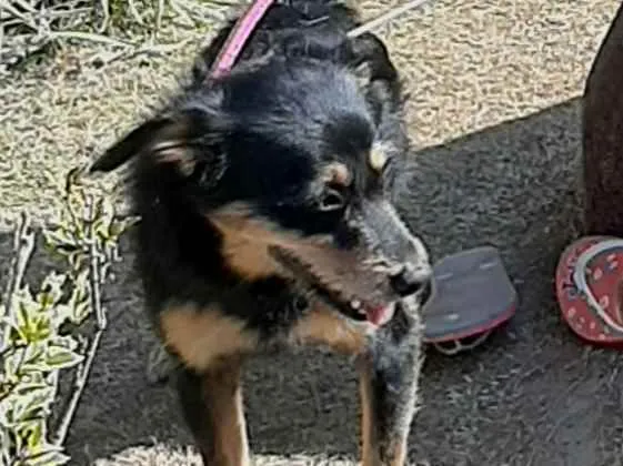 Cachorro ra a Sem raça definida  idade 1 ano nome Laila