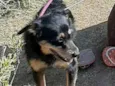 Laila