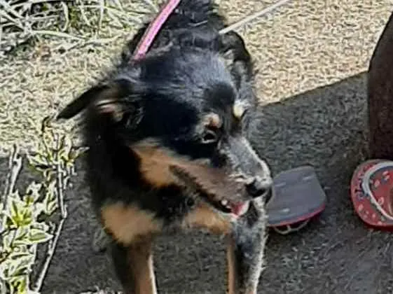 Cachorro ra a Sem raça definida  idade 1 ano nome Laila