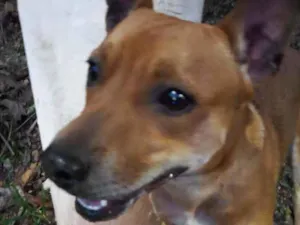 Cachorro raça Misturado  idade 1 ano nome Sansão