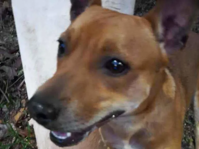 Cachorro ra a Misturado  idade 1 ano nome Sansão