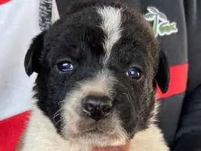 Cachorro ra a  idade Abaixo de 2 meses nome Doação 