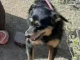 Laila