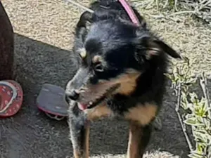 Cachorro raça Sem raça definida  idade 1 ano nome Laila