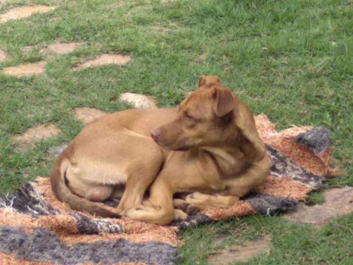 Cachorro ra a Mestiço  idade 7 a 11 meses nome Iron