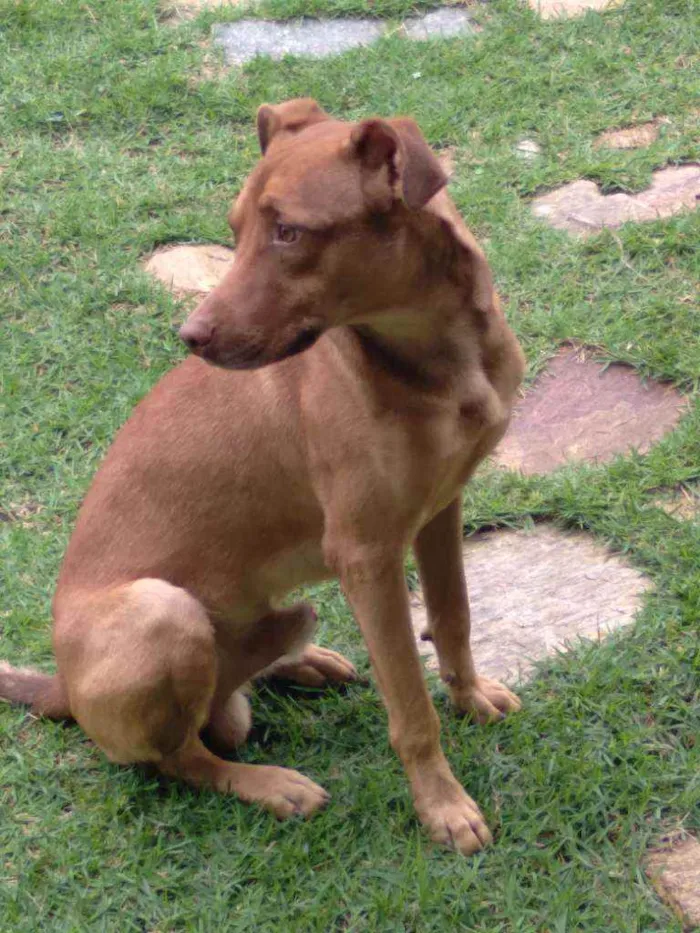 Cachorro ra a Mestiço  idade 7 a 11 meses nome Iron