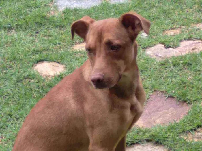 Cachorro ra a Mestiço  idade 7 a 11 meses nome Iron