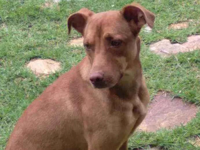 Cachorro ra a Mestiço  idade 7 a 11 meses nome Iron