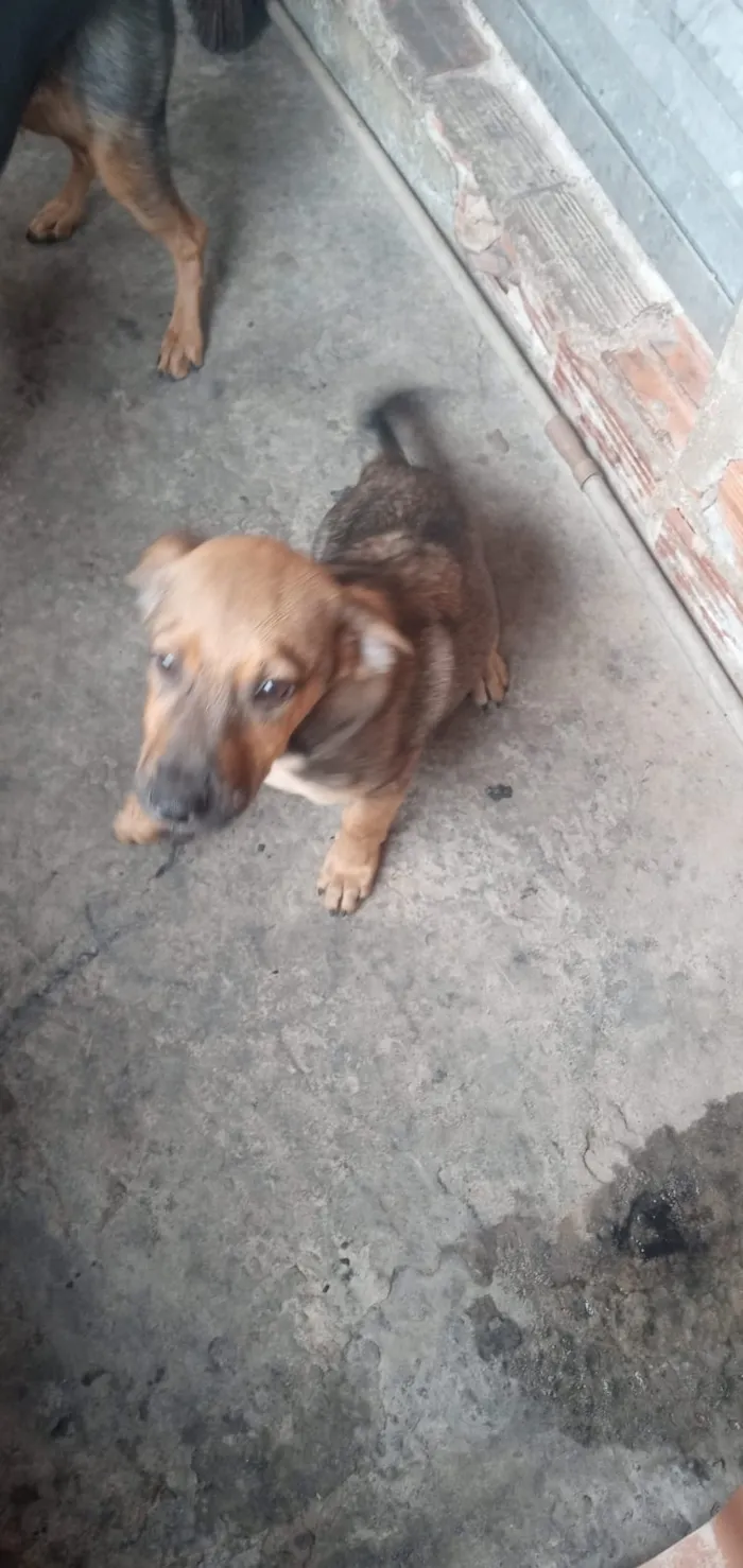 Cachorro raça Mista salsicha com pastor idade 2 a 6 meses nome Zeus
