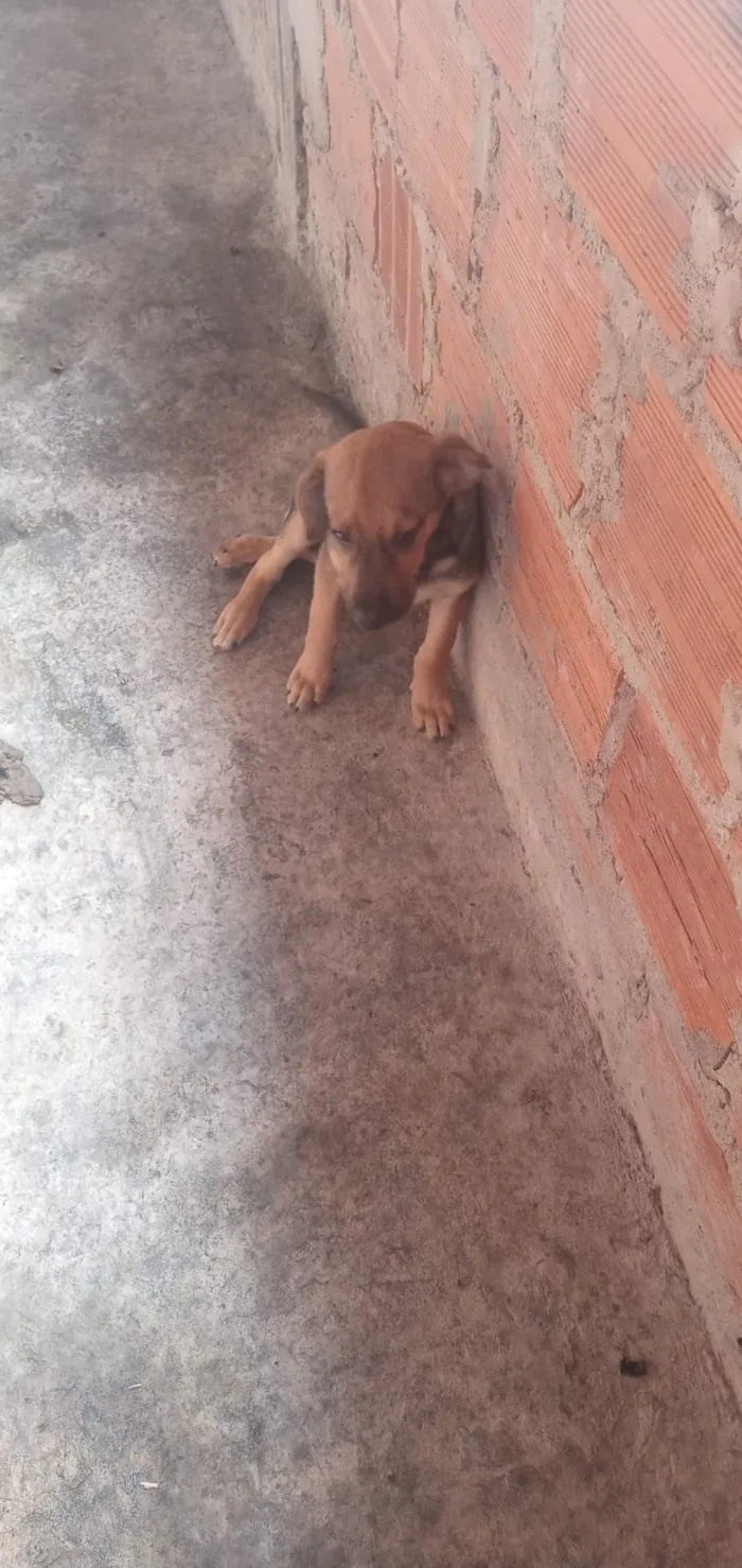 Cachorro raça Mista salsicha com pastor idade 2 a 6 meses nome Zeus