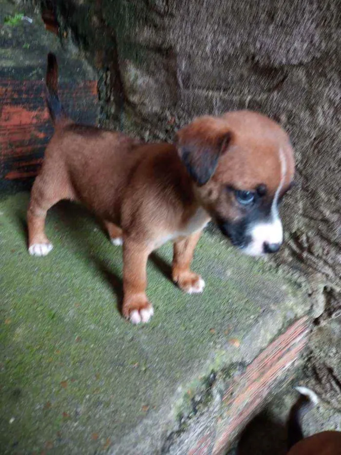 Cachorro raça  idade Abaixo de 2 meses nome Não tem nome