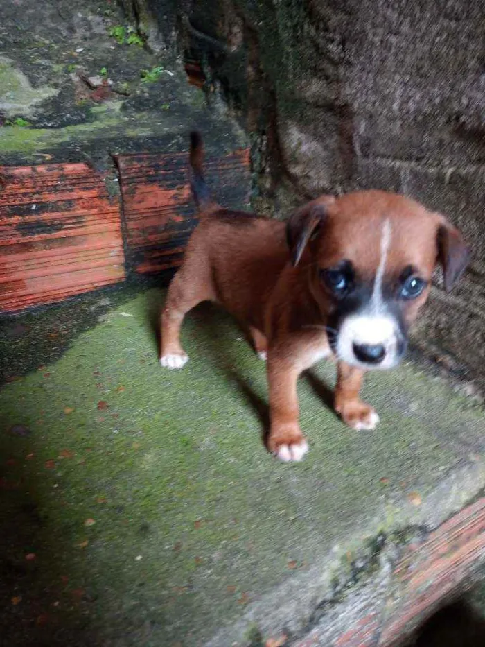 Cachorro raça  idade Abaixo de 2 meses nome Não tem nome