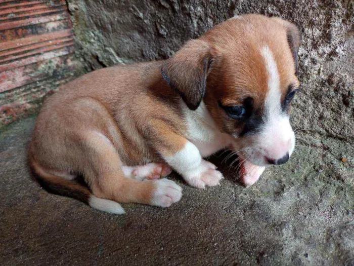 Cachorro raça  idade Abaixo de 2 meses nome Não tem nome