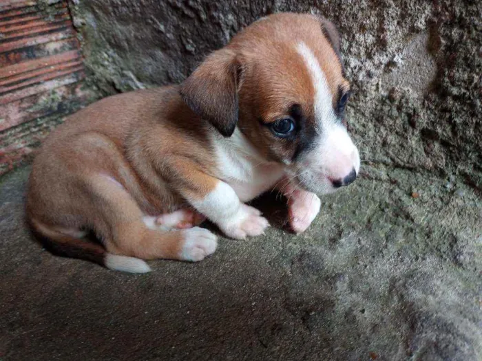 Cachorro raça  idade Abaixo de 2 meses nome Não tem nome