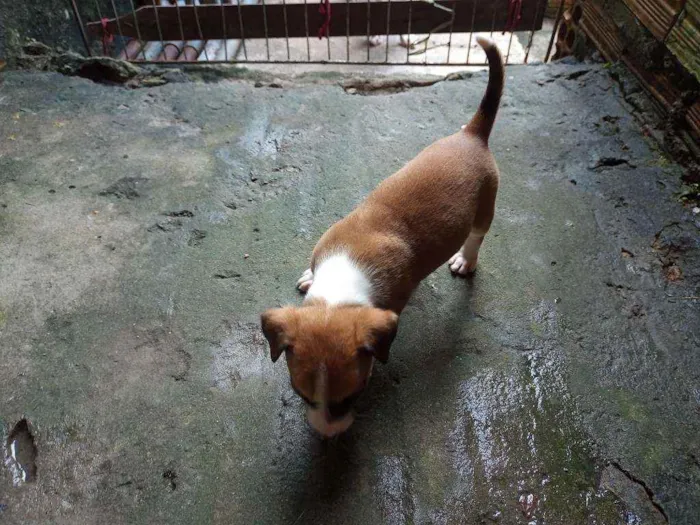Cachorro raça  idade Abaixo de 2 meses nome Não tem nome