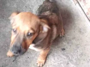 Cachorro raça Mista salsicha com pastor idade 2 a 6 meses nome Zeus