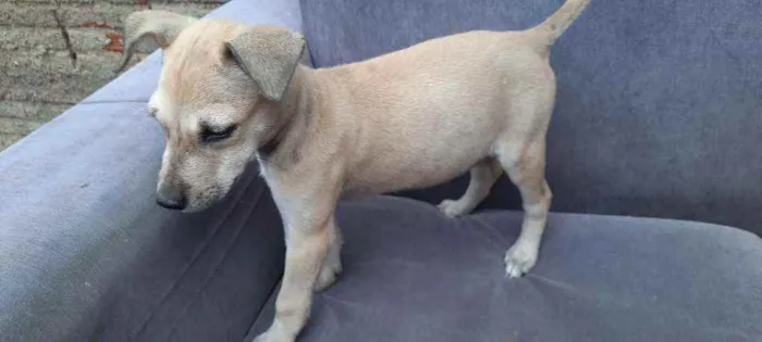 Cachorro ra a Sem raça  idade Abaixo de 2 meses nome Sem nome