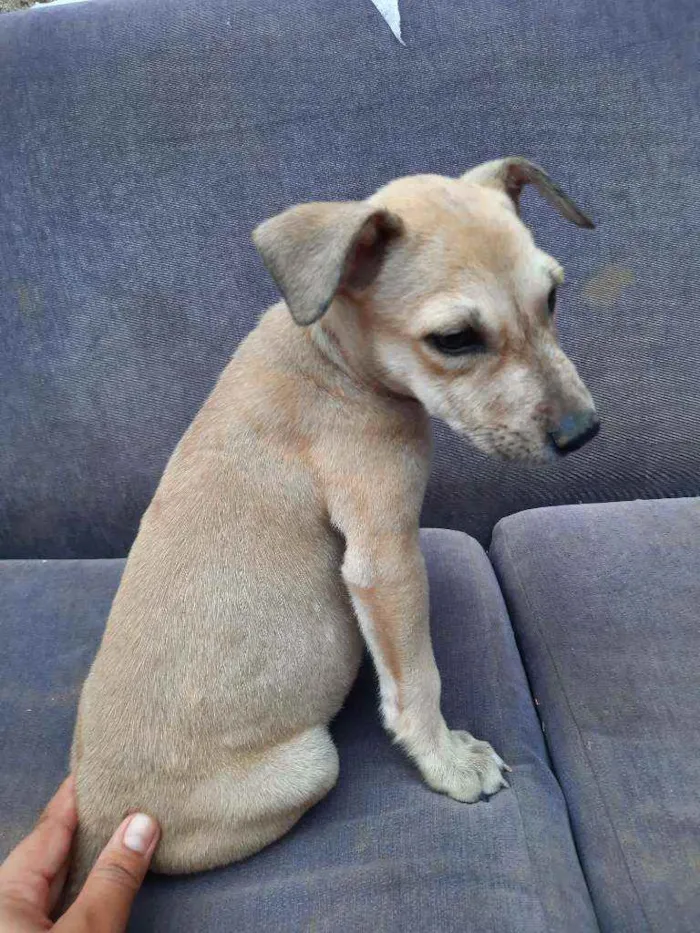 Cachorro ra a Sem raça  idade Abaixo de 2 meses nome Sem nome