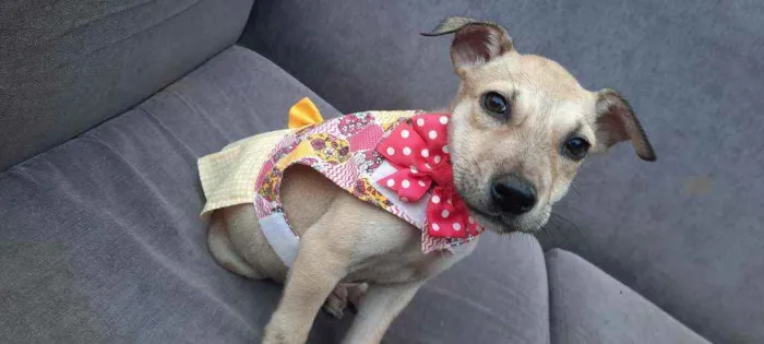 Cachorro ra a Sem raça  idade Abaixo de 2 meses nome Sem nome