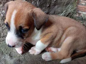 Cachorro raça  idade Abaixo de 2 meses nome Não tem nome