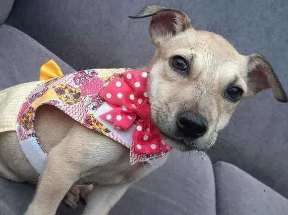 Cachorro ra a Sem raça  idade Abaixo de 2 meses nome Sem nome