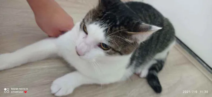 Gato ra a Vida lata  idade 2 anos nome Narizinho