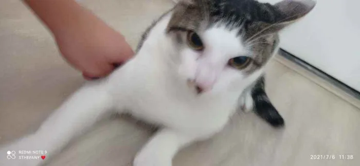 Gato ra a Vida lata  idade 2 anos nome Narizinho