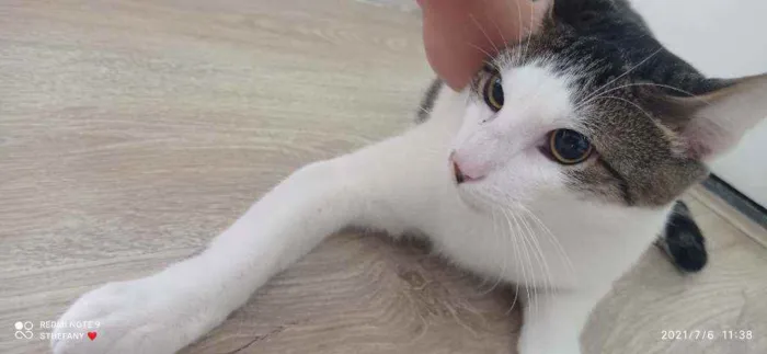 Gato ra a Vida lata  idade 2 anos nome Narizinho