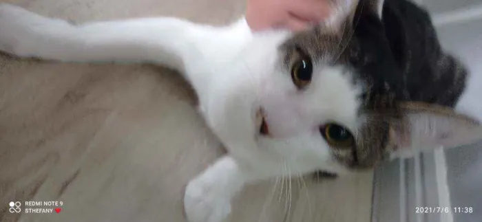 Gato ra a Vida lata  idade 2 anos nome Narizinho