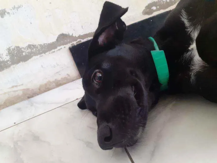 Cachorro ra a Vira-lata  idade 2 a 6 meses nome Neguinha 