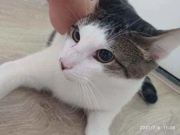Gato ra a Vida lata  idade 2 anos nome Narizinho