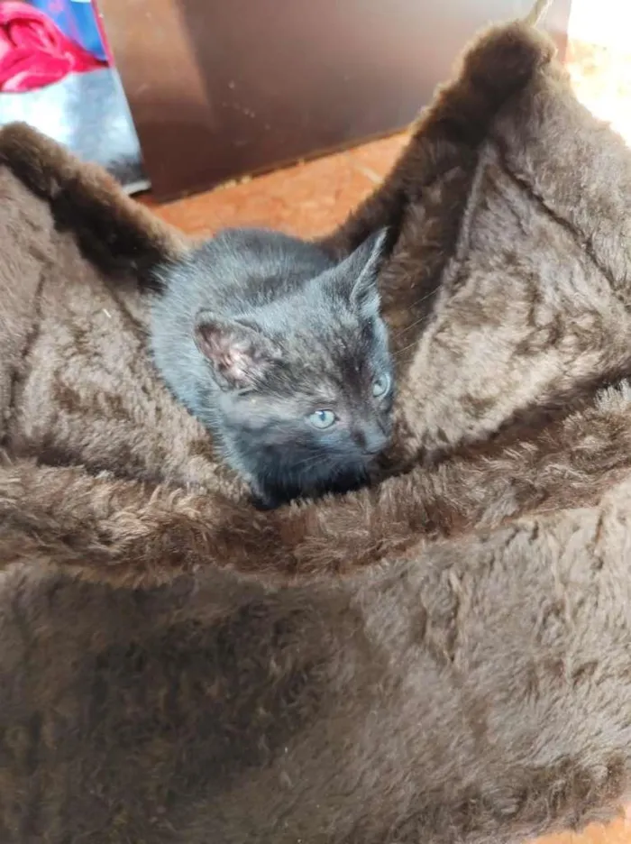 Gato raça SRD-ViraLata idade Abaixo de 2 meses nome Sem Nome