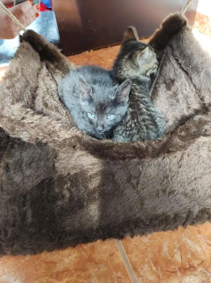 Gato raça SRD-ViraLata idade Abaixo de 2 meses nome Sem Nome